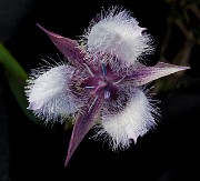 Calochortus tolmiei - Tolmei's Marriosa Lily 14-9708_1